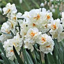 Double Daffodil Bulbs Sir Winston Churchill Fall Flower Bulbs Eden Brothers Daffodil Bulbs Bulb Flowers Daffodils