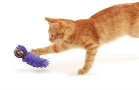 mert c adli kullanicinin ucuz kedi oyuncaklari panosundaki pin kedi hayvan evcil hayvanlar
