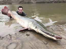 Popular alligator gar fishing charters. 2 Day Alligator Gar Fishing Trip For 2 On The Trinity River