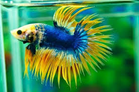 Tipe merak serit berekor pendek, mekar dan bulat (rounded). Jenis Ikan Cupang Serit Dan Keindahannya Ragam Informasi