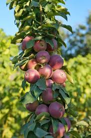 A single tree that grows forty different fruit — sounds impossible right? 27 Different Types Of Fruit Trees Plus More Fruitful Facts Home Stratosphere