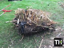 Maybe you would like to learn more about one of these? How Do I Remove Bamboo Roots What S The Cost