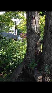 Timmy S Tree And Landscaping Llc Facebook
