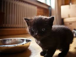 In unserem tiermarkt kannst du in britisch kurzhaar katzenbaby unsere reinrassige bkh katze hat 6 gesunde babys bekommen. Zehn Schwarze Katzenbabys Zum Verlieben Katzenbabys Katzen Tierbabys