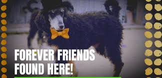 Maybe you would like to learn more about one of these? Cost Of Puppies Doing It Right The First Time And Doing It Again Breeding Original Poodle Colors In Phantom Sable Brindle Parti And Solids From Health Tested Parents And Lines