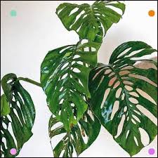 Philodendron Monstera Xanthospatha Shade Plants Monstera Obliqua Philodendron