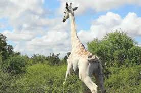 Image result for Dialium holtzii