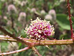 Image result for Mostuea microphylla