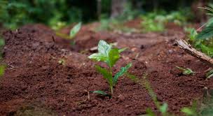 • coffee production is an important source of employment in india and more than 2.5 lakh coffee growers are present in trawell.in presents top 5 oldest coffee plantation regions in india here. The South India Coffee Company
