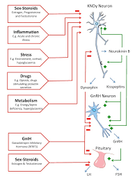 physiology of gnrh and gonadotropin secretion endotext