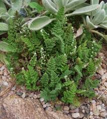 Image result for Cheilanthes involuta
