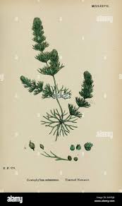 Image result for Ceratophyllum submersum