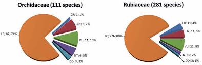 Image result for Tridactyle eggelingii