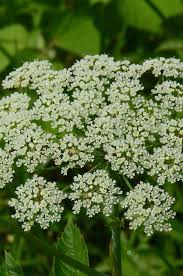 Image result for Apiaceae