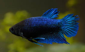 So, if you buy a betta from a small, regular pet store, ask the assistant if the fish is male or female. Female Betta Splendens Vang Bettas