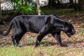 ¿qué tipo de animal es la pantera negra? Pantera Caracteristicas Comportamiento Y Habitat Mis Animales