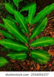 Image result for Aframomum mala