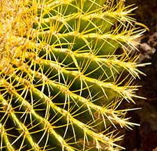 The fully operational space allows visitors can walk through and watch. Botanical Cactus Garden Ethel M