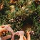 Christmas Wreath Workshop at Jarrolds Letheringsett - Jarrolds Letheringsett Event Image