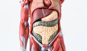 The ductus, or vasa, deferentia; How Many Organs Are In The Human Body Live Science