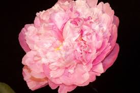 Check spelling or type a new query. Peony Light Pink Sarah Bernardt From Lobiloo Wholesale Flowers Diy Wedding Flowers Wedding Flower Packages