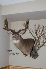 See more ideas about deer, deer mounts, deer mount ideas. 58 Peyser Taxidermy Mounts Ideas In 2021 Taxidermy Mounts Taxidermy Animals