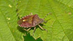 Bedbug bites come in traces and they did not left a bug body in the bite. Shieldbug Identification 10 Common Uk Types Woodland Trust