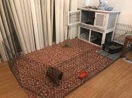 Jasper Can T Free Roam We Have An Overinterested Pup So We Just Let Him Take Over The Dining Room Instead Show Me Your Bun Set Up Rabbits