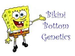 Use your knowledge of genetics to answer the questions below. Bikini Bottom Genetics Ppt Video Online Download