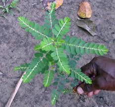 Image result for Phyllanthus fraternus