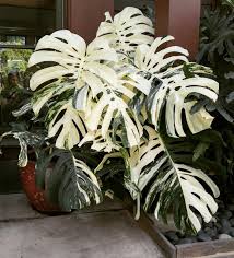 Pin By Chech Chech On Plant Life In 2020 Variegated Plants Monstera Deliciosa Plants