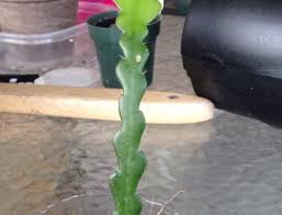 Image result for Monadenium crenatum