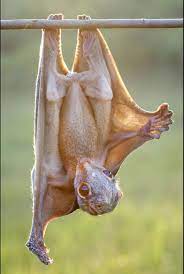 Flying Lemur Unusual Animals Weird Animals Flying Lemur