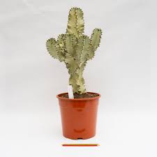 Image result for Euphorbia ingens