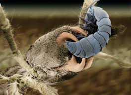 Yet the debate continues by experts about them. Absurd Creature Of The Week This Ferocious Arachnid Is Death Wrapped In Mystery Wired