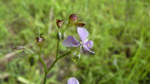 Image result for Murdannia simplex