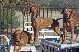 We are a texas hungarian vizsla breeder located in longview, tx just 100 miles east of dallas. Dallas Vizslas Puppies Rescue