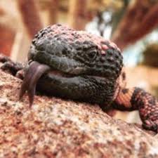 The only way we get through any infectious disease is by cooperation and. Gila Monsters Lumber Lust Into Spring Local News Tucson Com