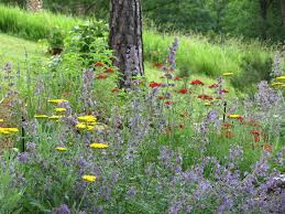 Cottage Garden Catmint And Yarrow Cottage Garden Garden Landscaping Front Yard