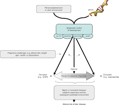 A Fetal Origin Of Adult Disease Chapter 2 Fetal Therapy