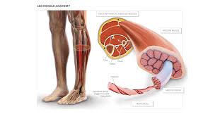 In other words, this page excludes information about the calf muscles… Leg Muscle Anatomy High Impact Visual Litigation Strategies