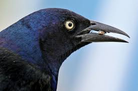 How can i get rid of birds droppings in my pool? Blackbird Gift Sacs Pond Trade Magazine