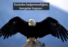 Kartal Ile Ilgili Ozlu Anlamli Sozler Guzel Sozler Bald Eagle Eagles Eagle