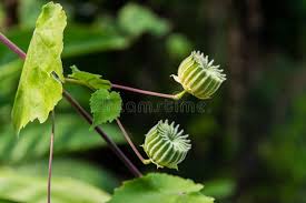 Image result for Abutilon indicum
