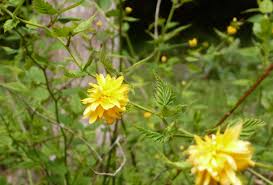 Flower identification yellow daisies daisy flowers plants beautiful margarita flower daisies bellis perennis. Free Photo Yellow Flowers Bees Flowers Honey Free Download Jooinn