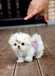 Teacup Maltese Clothes Photo 2 Cute Teacup Puppies Cute Baby Animals Cute Animals