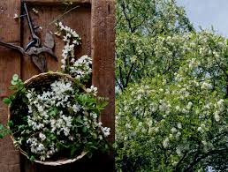 Depending on the honeysuckle variety, you can find these flowers in white and yellow, pink and red. Acacia Flower Fritters Manger