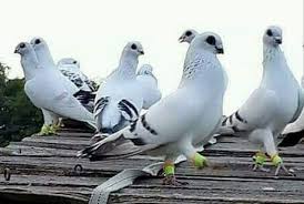 3la2 Alzoul Adli Kullanicinin Syrian Pigeons Panosundaki Pin Guzel Kuslar Kus