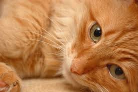 Sekali lagi, ular mewakili kedekatan masalah. Mengapa Seorang Wanita Bermimpi Tentang Kucing Kucing Impian Mengapa Memimpikan Kucing Jahe Dengan Anak Kucing