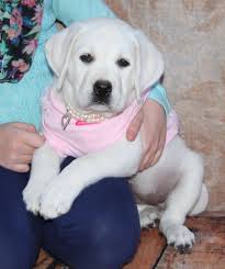 So we've compiled these links to help new puppy parents jump quickly to the topic they need right now! White Labrador Puppy And Puppies For Sale Buy A White Lab Puppy Labrador Retriever Labrador Puppy White Labrador